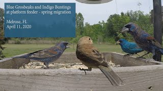 Blue Grosbeaks and Indigo Buntings at platform feeder  spring migration [upl. by Selin]