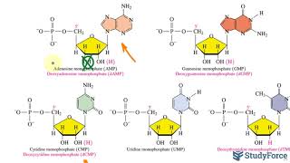 How Nucleotides Bind Together [upl. by Merriam]