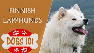 Dogs 101  Finnish Lapphunds  Top Dog Facts About the Finnish Lapphunds [upl. by Vern446]