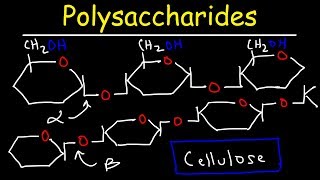 Polysaccharides  Starch Amylose Amylopectin Glycogen amp Cellulose  Carbohydrates [upl. by Yclehc]