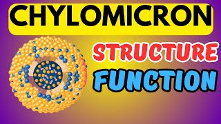 What are Chylomicrons Structure and Function [upl. by Ennagrom]