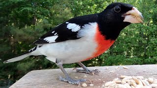 Rosebreasted Grosbeak  Watch Before your Next Bird Outing [upl. by Hollie]