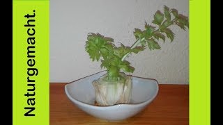 Sellerie einfach nachwachsen lassen regrowing celery MyLovelydeas [upl. by Aborn419]