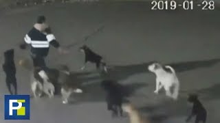 Mujer muere tras ser atacada brutalmente por una jauría de perros en México [upl. by Kila]