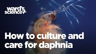 Caring and Culturing for Daphnia [upl. by Attevad]