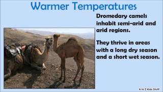 The Difference Between Dromedary Camels and Bactrian Camels [upl. by Akemad846]