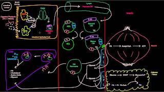 Lipoproteins Part 3 of 7  Chylomicrons [upl. by Marielle]