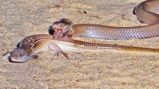 Battle Between Cobra and Lizard [upl. by Crockett]