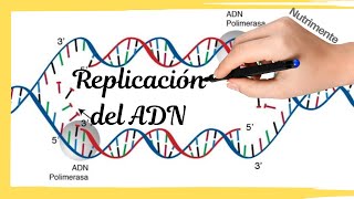 La Replicación del ADN [upl. by Jezreel]