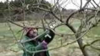 Fruitwise guide to apple tree pruningthe Bramley part 2 [upl. by Allveta]