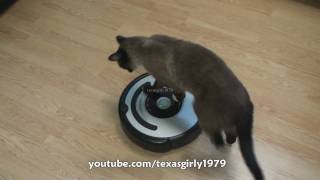 Cat shows HOW TO use iRobot Roomba Vacuum [upl. by Miran]