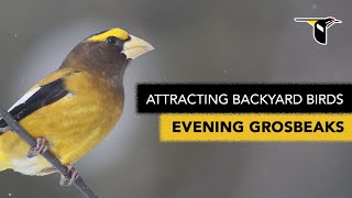 Attracting Backyard Birds Evening Grosbeaks [upl. by Doley]