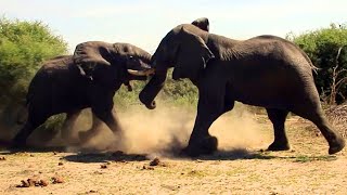 Elephant vs Elephant Fight  Raw footage [upl. by Memberg848]