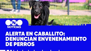 PERROS ENVENENADOS EN CABALLITO [upl. by Ahab]