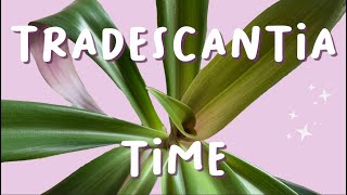 Tradescantia Spathacea  REPOT  PLANT UPDATE [upl. by Mcdougall]