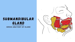 Parotid Tumors Diagnosis Treatments amp FAQs [upl. by Theona]