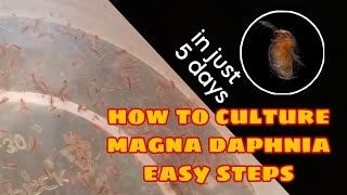 How to Culture Magna Daphnia Easily [upl. by Lemar]