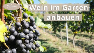 Wein anbauen Eine Weinrebe pflanzen  MDR [upl. by Lalage]