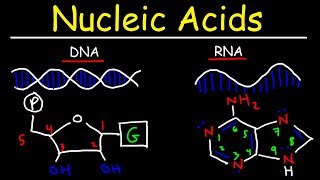 Nucleic Acids  RNA and DNA Structure  Biochemistry [upl. by Haya]