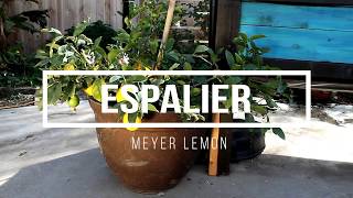 Meyer Lemon Espalier [upl. by Yeltnarb]