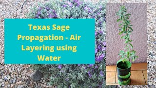 Texas Sage Leucophyllum frutescens Propagation  Air Layering using Water [upl. by Rebhun]