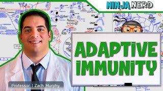 Immunology  Adaptive Immunity [upl. by Aihseyn]