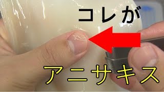 イカのアニサキスの見つけ方（字幕解説） [upl. by Dever]