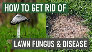 Stop Lawn Fungus From Growing in Your Lawn 4 Easy Steps [upl. by Elyac]