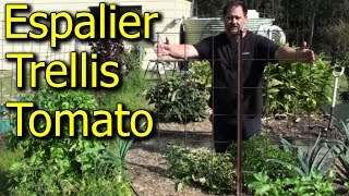 How to Espalier a Tomato Plant Using Mini Trellis Made From Reo Mesh [upl. by Crompton]