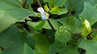 Datura Stramonium  Jimsonweed  herb in Hindi [upl. by Yraek]