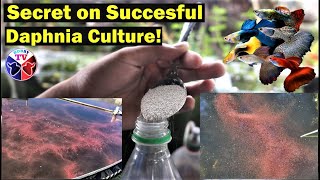 How to Culture Daphnia Successfully [upl. by Htaeh841]