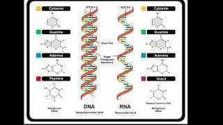 DNA and RNA Structure [upl. by Raul417]