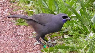 Tiritiri Matangi Island Sanctuary  New Zealand [upl. by Eat]