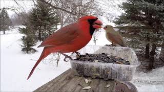 Birds at Our Black Oil Sunflower Seed Feeder © Kip Ladage [upl. by Jahdai]