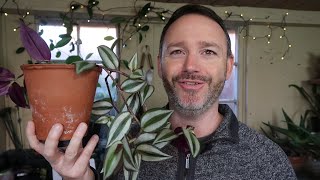 Tradescantia Zebrina  Wandering Jew Care Guide and Repot [upl. by Orland]