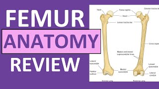 Femur Bone Anatomy Lecture and Landmark Markings [upl. by Yticilef322]