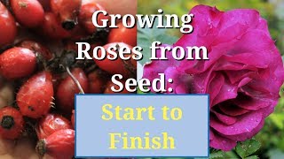 Grow Roses from Seed Start to Finish [upl. by Banna]