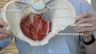 Pelvic floor muscles [upl. by Bledsoe200]