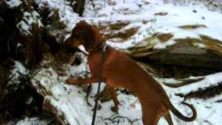 Redbone Coonhound hunting [upl. by Eenerb110]