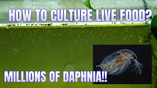 How to Culture Daphnia Secret Method to Breed MILLIONS  Simply Aquatic [upl. by Isnyl]