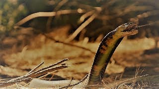 Spitting Cobra vs Human [upl. by Onirefes6]