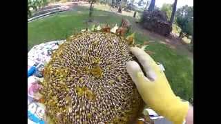 HowTo Harvest Sunflower Seeds [upl. by Greyso]