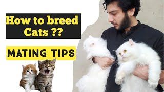 Cat Mating Tips  How to breed Cats  Why Cat Refuses to breed [upl. by Bohrer923]