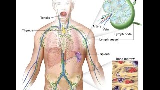 Hodgkin Lymphoma [upl. by Leonelle]