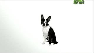 Boston Terrier [upl. by Norry113]