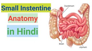 Digestive system anatomy amp physiology in hindi  functions  walls  layers of GI tract [upl. by Nylasej]