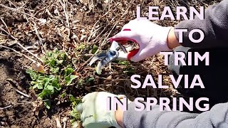 The Two BEST Methods to Cut Back Blue Salvia in Late Winter or Spring [upl. by Nabatse381]