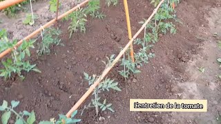 Comment jentretiens les plants de tomates en 5 étapes [upl. by Curr472]