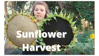 Sunflower Harvest  How To Collect Seeds [upl. by Solitta]