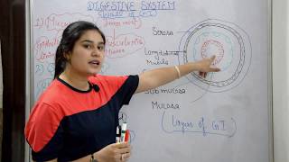 Human Digestive System in Hindi  Narendra Sir IITB 2003 AIR 445 Purdue Univ USA [upl. by Suolevram735]